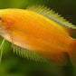 Gold Honey Gourami