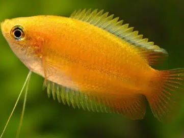 6 Gold Honey Gourami