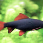 Rainbow Shark (S)