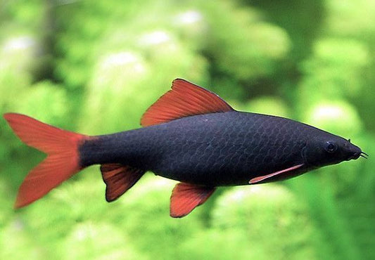 4 Rainbow Shark (S)