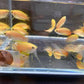 Gold Honey Gourami