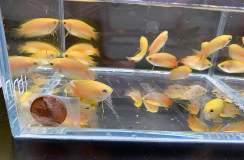 Gold Honey Gourami