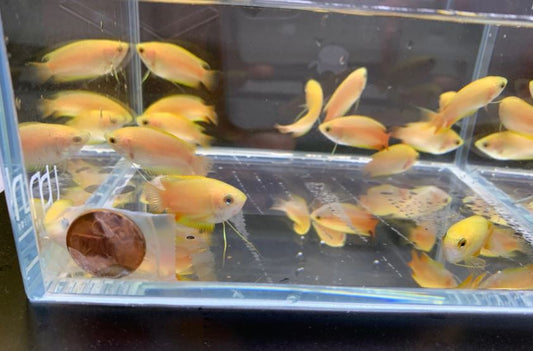 Gold Honey Gourami