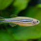 Zebra Danio