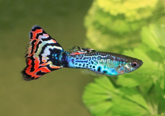 Assorted Guppy Males