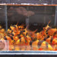 Clown Loach (1.5"- 1.75")