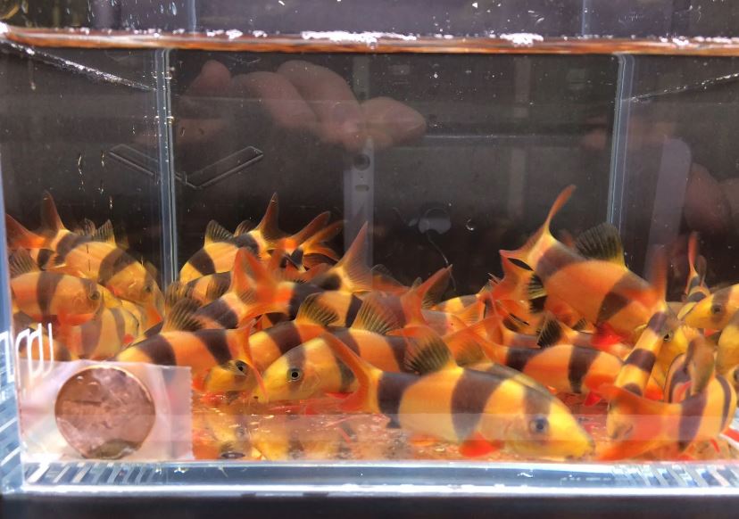 Clown Loach (1.5"- 1.75")