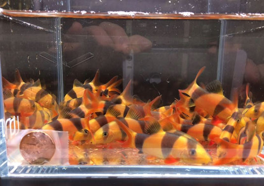 Clown Loach (1.5"- 1.75")