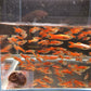 Scarlet Endler pairs