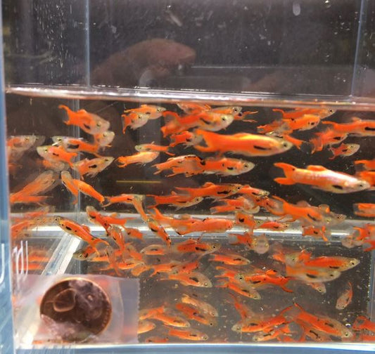 Scarlet Endler pairs