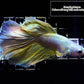 Half Moon Betta Male