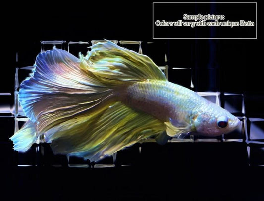 Half Moon Betta Male