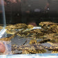 Leopard Sailfin Pleco