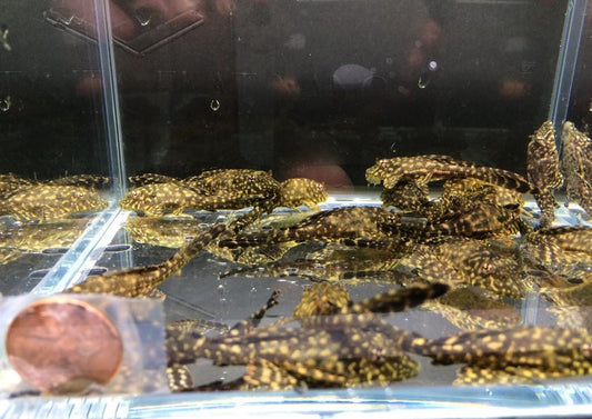 Leopard Sailfin Pleco