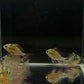 Bolivian Ram