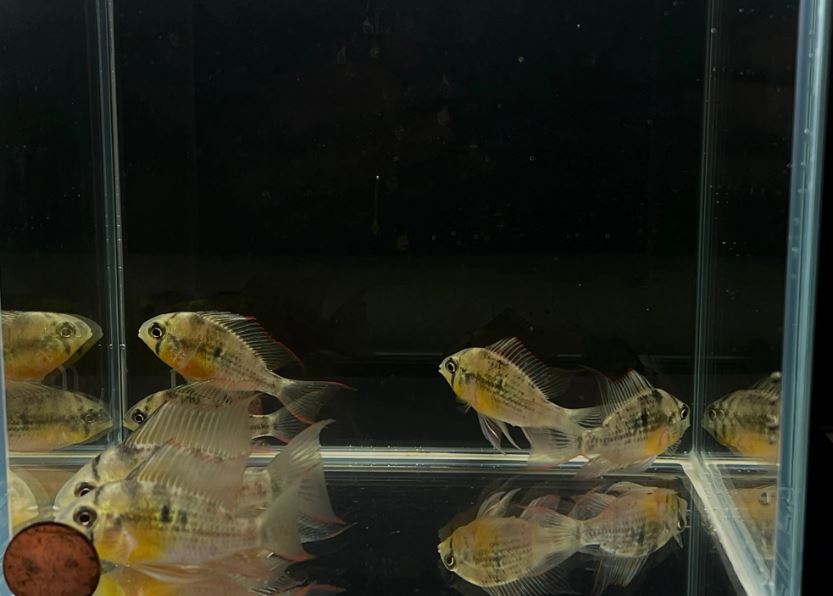 Bolivian Ram