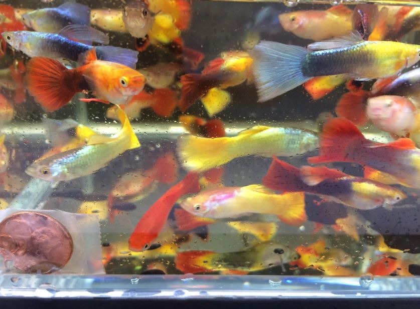 Assorted Guppy Males