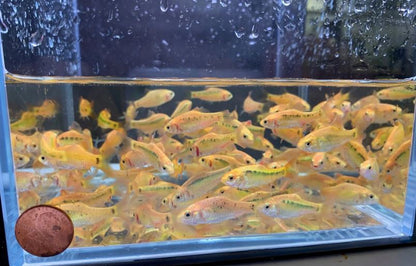 Gold Barb