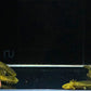 Hybrid Andersoni Axolotl