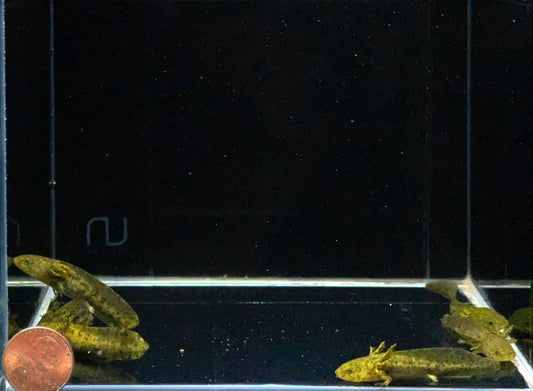 Hybrid Andersoni Axolotl