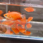 Red Honey Gourami