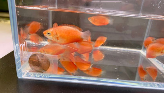 Red Honey Gourami