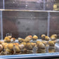 Japanese Trapdoor Snail