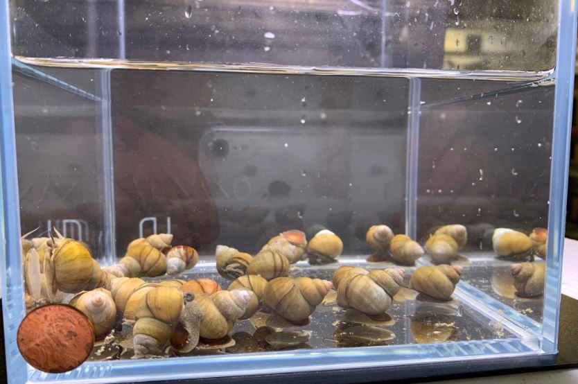 Japanese Trapdoor Snail