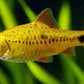 Gold Barb