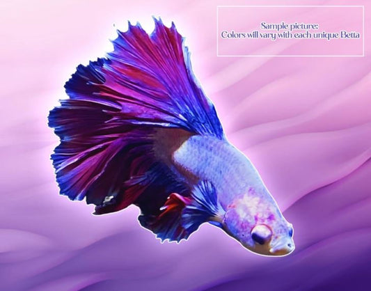 Half Moon Betta Male