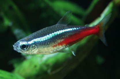 Neon Tetra (Size S)