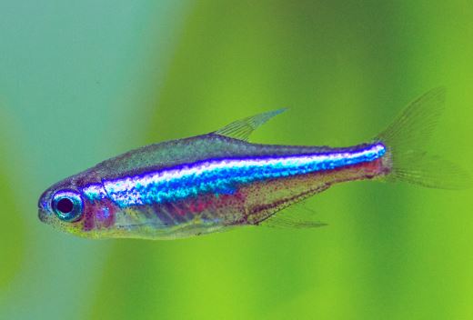 8 Green Neon Tetra