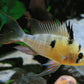 Bolivian Ram
