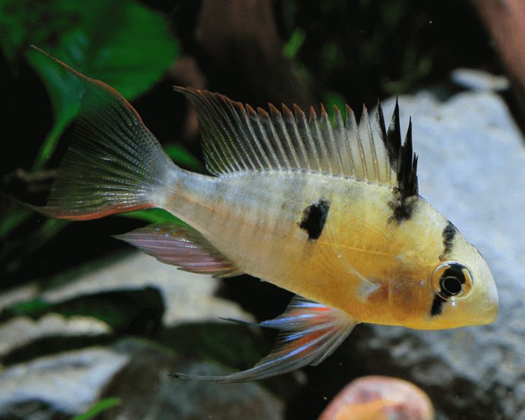 Bolivian Ram