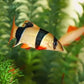 Clown Loach (1.5"- 1.75")