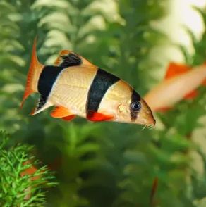 Clown Loach (1.5"- 1.75")