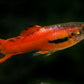 Scarlet Endler pairs