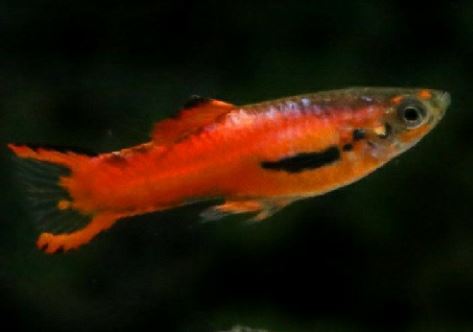 4 Scarlet Endler pairs