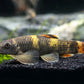 Panda Garra Size S