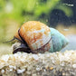 Japanese Trapdoor Snail