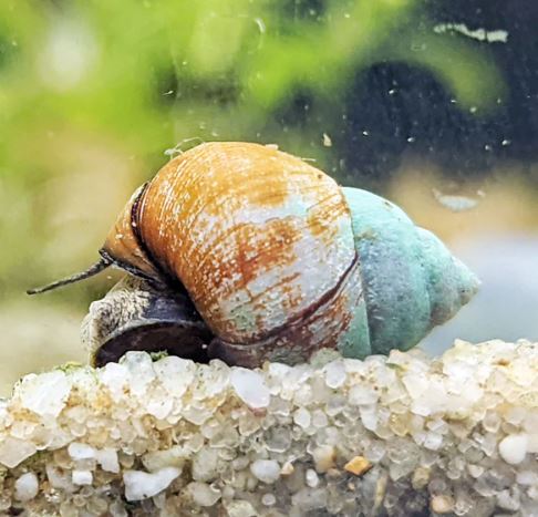 Japanese Trapdoor Snail