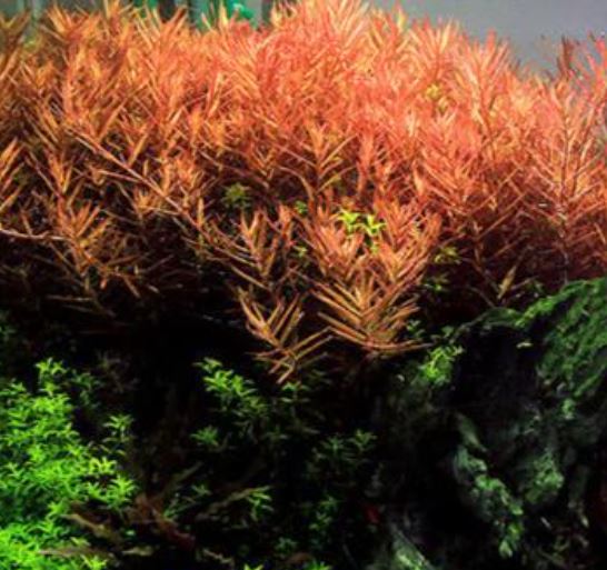 Rotala Vietnam H'ra Live Aquarium Plants
