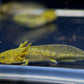 Hybrid Andersoni Axolotl