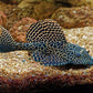 Leopard Sailfin Pleco