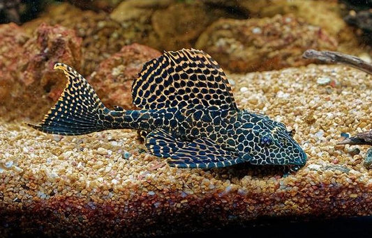Leopard Sailfin Pleco