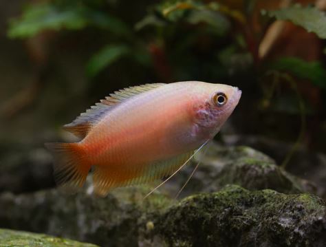 Red Honey Gourami