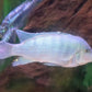 Cobalt Blue Zebra Cichlid