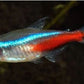 Neon Tetra (Size S)