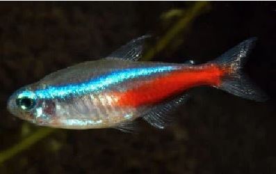 Neon Tetra (Size S)