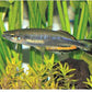 Madagascar Rainbow Fish